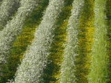 Vorschlag