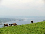 Vorschlag